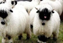 Cừu mũi đen quý hiếm ở Thụy Sĩ Cừu mũi đen quý hiếm ở Thụy Sĩ