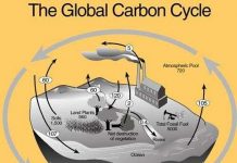 Carbon trên Trái Đất được lưu trữ ở đâu? Carbon trên Trái Đất được lưu trữ ở đâu?