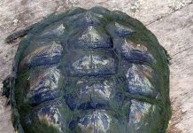 Rùa nghiện thuốc lá