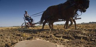 Có cả một thế giới sinh vật đang sống dưới chân của chúng ta