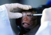 Thử nghiệm trên động vật có phi đạo đức?