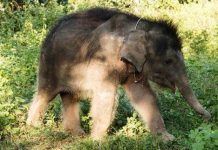 Voi Gold - "báu vật" của Trung tâm bảo tồn voi Đăk Lăk