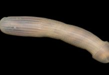 Các nhà khoa học vừa tìm thấy những loài vật kì dị này dưới đáy biển nước Úc