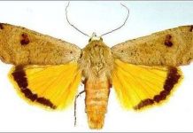 Loài bướm có khả năng điều chỉnh thính giác khi bị tấn công