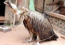 Sơn La: Phát hiện một con chim lạ bên hồ Sông Đà