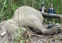 Voi ở Việt Nam "sẽ tuyệt chủng trong 10 năm tới"