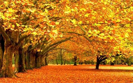 Vì sao mùa thu lá lại đổi màu?