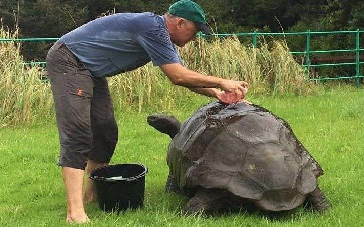 Rùa già nhất thế giới được tắm lần đầu tiên