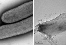 Khám phá nguồn nhiên liệu sinh học mới