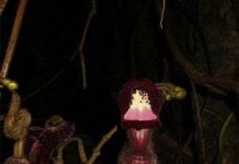 Phát hiện 3 loài thực vật mới ở Việt Nam