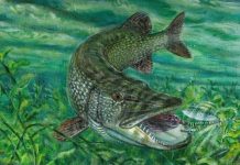 Loài "thủy quái nước ngọt" khiến dân bơi lội chạy mất dép