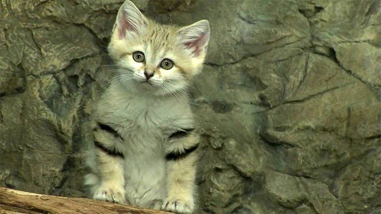 Giống mèo mini mới được ghi hình lần đầu tiên tại sa mạc