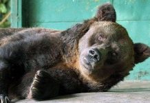 Chú gấu nâu sống lâu nhất thế giới chết ở tuổi 35