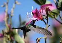 Những phát hiện mới về các loài chim