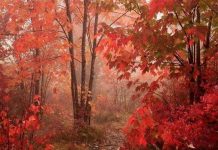 Giải mã bí ẩn "mùa thu lá rơi vàng"