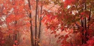 Giải mã bí ẩn "mùa thu lá rơi vàng"