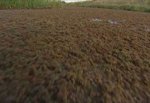 Giải pháp diệt bèo hoa dâu trên sông Till