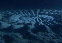 "Vòng tròn bí ẩn" dưới đáy biển do cá tạo nên