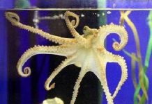 Bạch tuộc như một "sinh vật ngoài hành tinh"