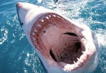 Phát hiện mới từ răng của cá mập
