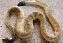 Rắn biển biết cách làm đầu và đuôi giống nhau