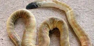 Rắn biển biết cách làm đầu và đuôi giống nhau