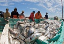 Loài cá "yêu" ầm ĩ đến mức… làm cá heo bị điếc