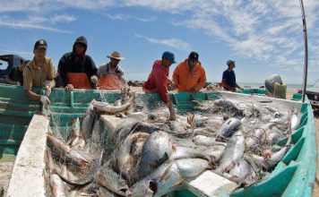 Loài cá "yêu" ầm ĩ đến mức… làm cá heo bị điếc