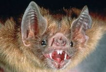Việt Nam liệu có dơi ‘ma cà rồng’? Việt Nam liệu có dơi 'ma cà rồng'?