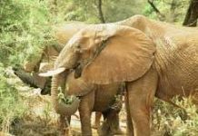 Loài voi cũng viếng thăm xác của đồng loại