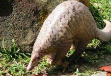 Tê tê: sắp tuyệt chủng vì nạn buôn lậu động vật hoang dã