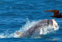 Cá vẩu 7 tạ phi thân trên mặt nước đớp gọn chim nhạn