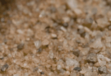 Loài bọ này đích thực là những kẻ "khủng bố" đích thực của tự nhiên