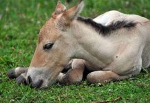 Con ngựa hoang đầu tiên ra đời nhờ thụ tinh ống nghiệm