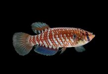 Phát hiện gần 400 loài sinh vật mới ở Amazon