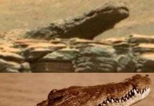 Cá sấu đã di cư lên sống trên sao Hỏa?