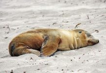 Hải cẩu chỉ ngủ với nửa não Hải cẩu chỉ ngủ với nửa não