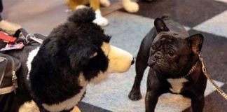 Chó vẫy đuôi để biểu hiện cảm xúc