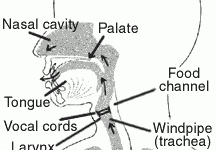Âm thanh của con người phát ra hoạt động giống như một động cơ phản lực