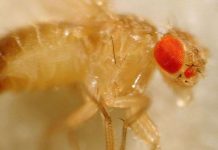 Ruồi giấm có ích cho khoa học vũ trụ