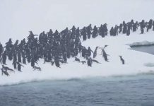Hàng nghìn chim cánh cụt phi thân lên mặt băng ở Nam Cực