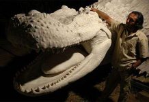 Kinh ngạc loài cá sấu dài bằng toa tàu, nặng chục tấn