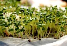 Giới thiệu và hướng dẫn cách trồng rau mầm