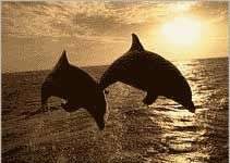 Trò chuyện giữa Cá Heo là một biểu tượng cho hệ thống cảnh báo Sóng Thần không dây Trò chuyện giữa Cá Heo là một biểu tượng cho hệ thống cảnh báo Sóng Thần không dây