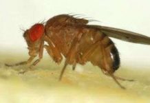 Ruồi giấm biết bay giật lùi