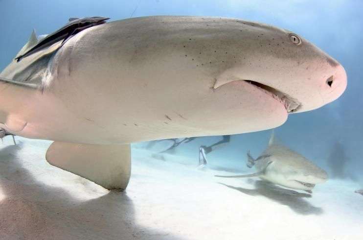 Chuyên gia về cá mập tiết lộ cách phản đòn sát thủ biển cả