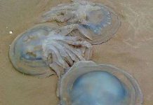 Lượng sứa kỷ lục xâm lấn bờ biển Anh Lượng sứa kỷ lục xâm lấn bờ biển Anh