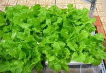 Kỹ thuật trồng rau cải xanh trong thùng xốp tại nhà