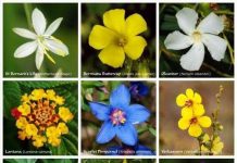 Có bao nhiêu loài thực vật có hoa?