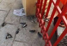 Những lầm tưởng về phóng sinh không phải ai cũng biết Những lầm tưởng về phóng sinh không phải ai cũng biết